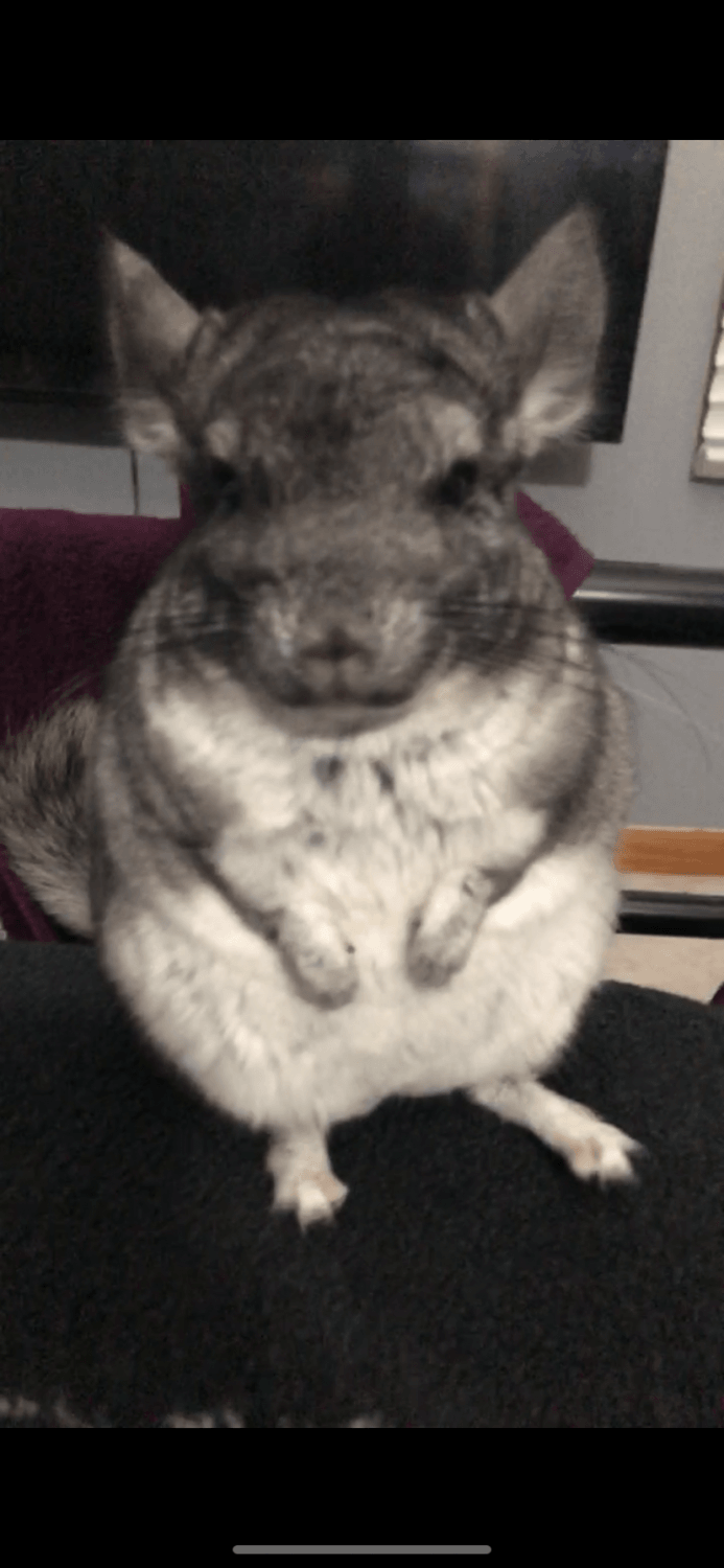 Chinchilla Rodents For Sale Aurora, IL 316273 Petzlover
