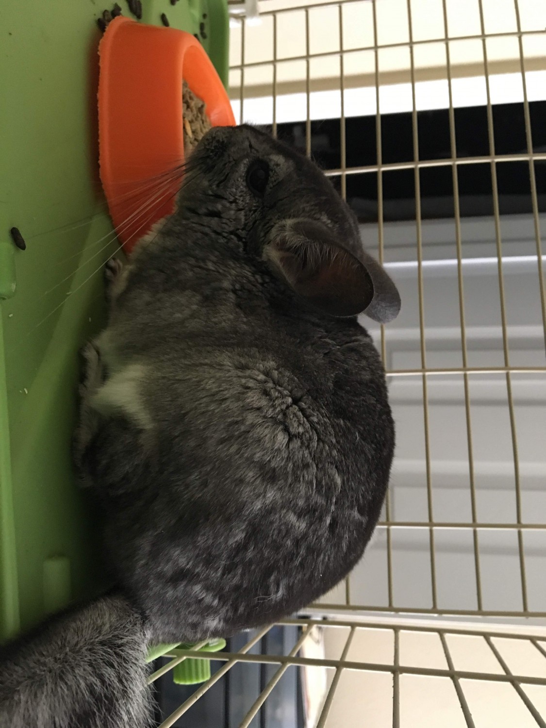 Chinchilla Rodents For Sale San Antonio, TX 318484