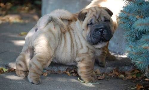 Chinese Shar Pei Puppies For Sale Philadelphia, PA 236947