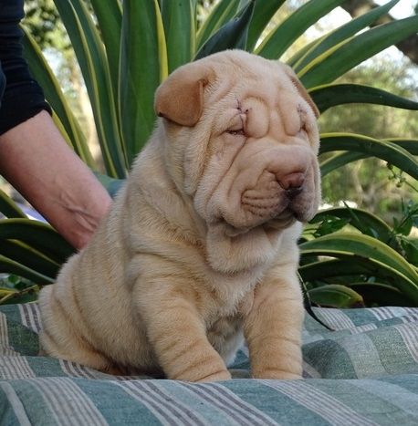 shar pei puppies for sale