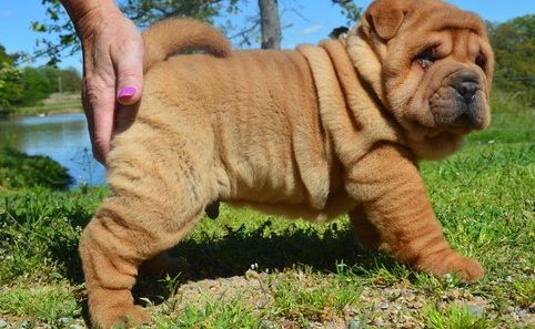 Chinese Shar Pei Puppies For Sale Orlando Fl 296921