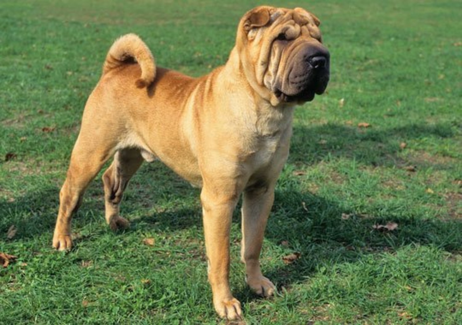 Chinese Shar Pei Vs American Bully Breed Comparison