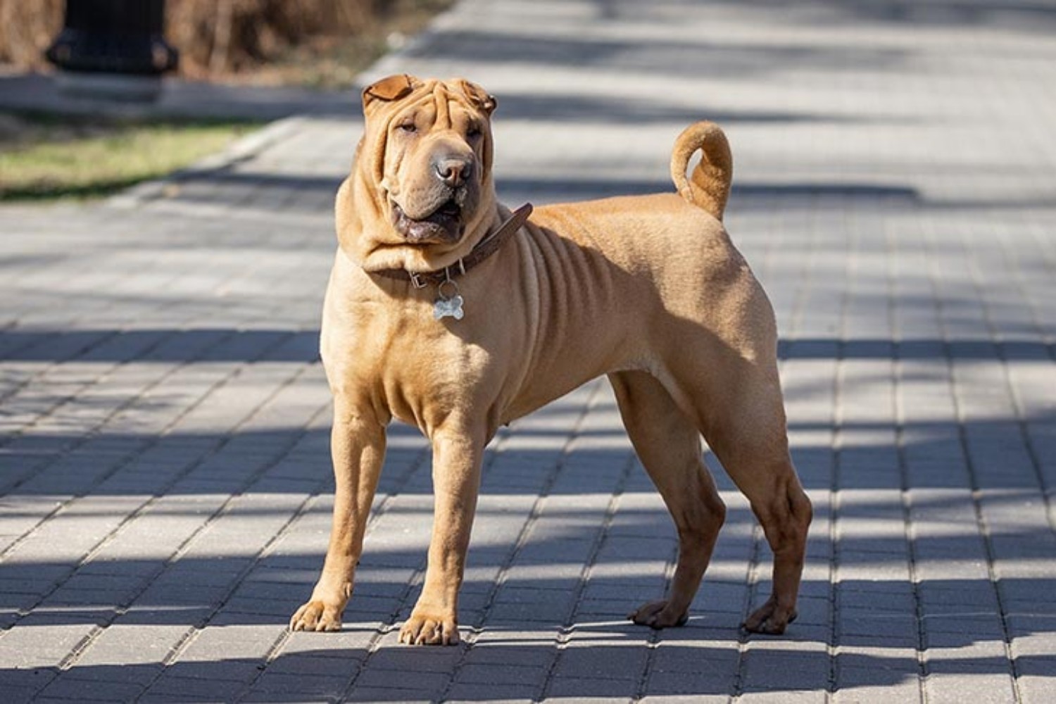 Chow Chow vs Chinese Shar Pei - Breed Comparison | MyDogBreeds