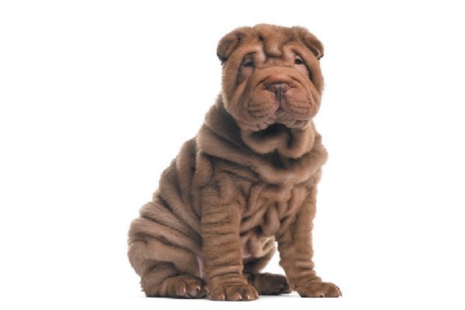 Chinese Shar Pei Dog Breed Information, Images 