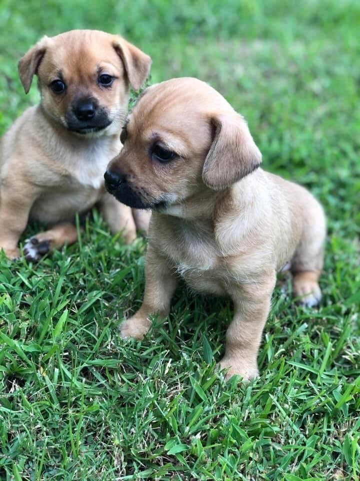 Chipoo Puppies For Sale Baton Rouge, LA 307810