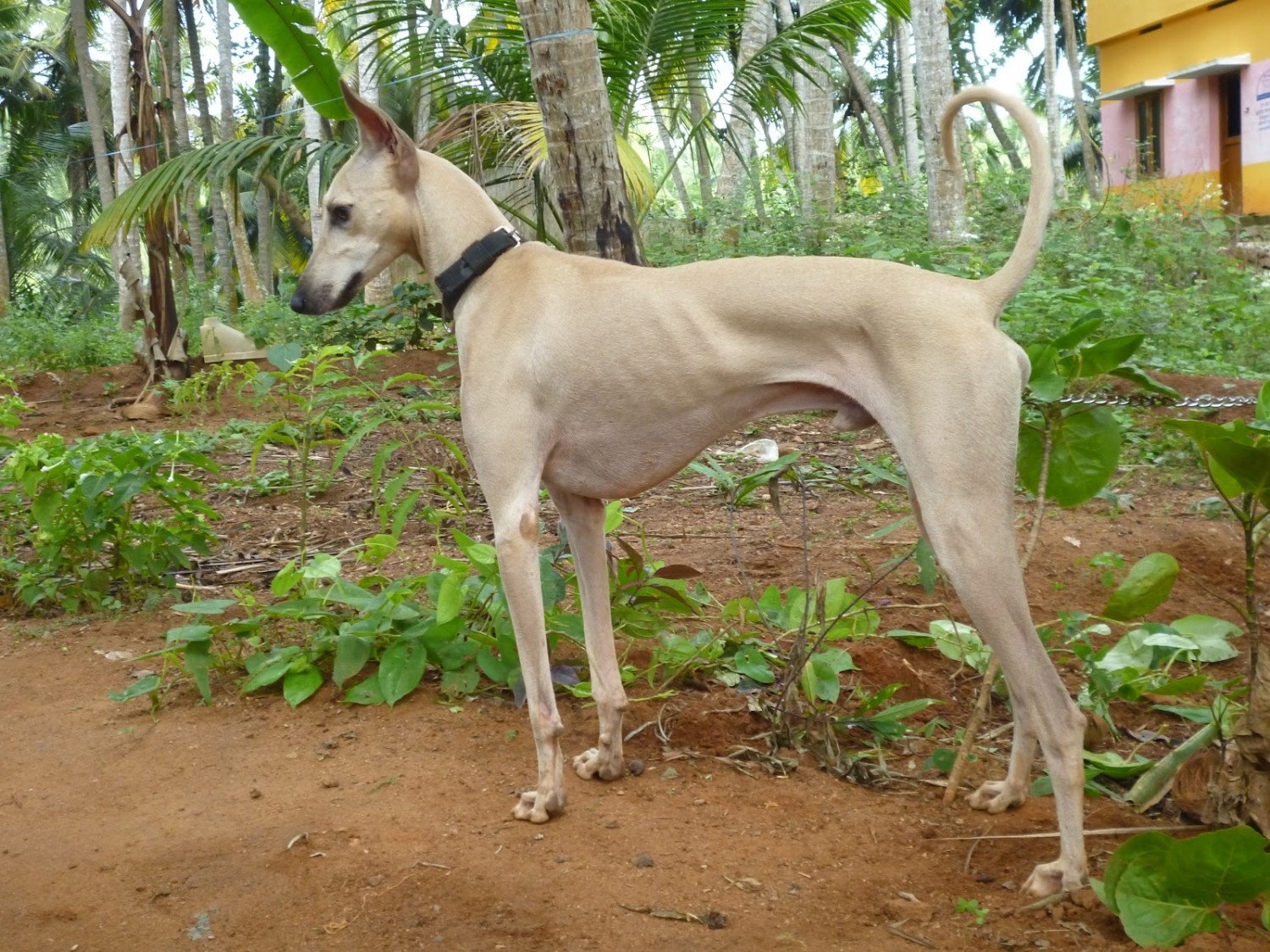 Kanni Vs Chippiparai Breed Comparison Mydogbreeds