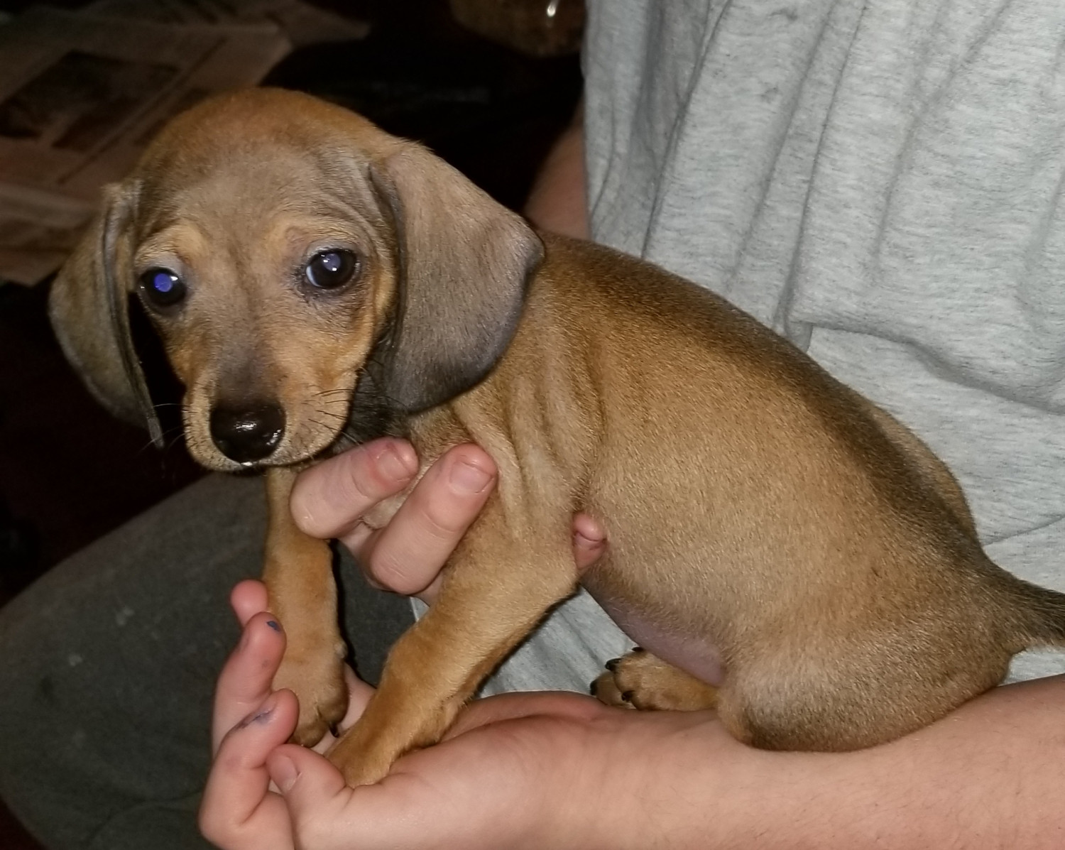 Chiweenie Puppies For Sale Magnolia, TX 263178