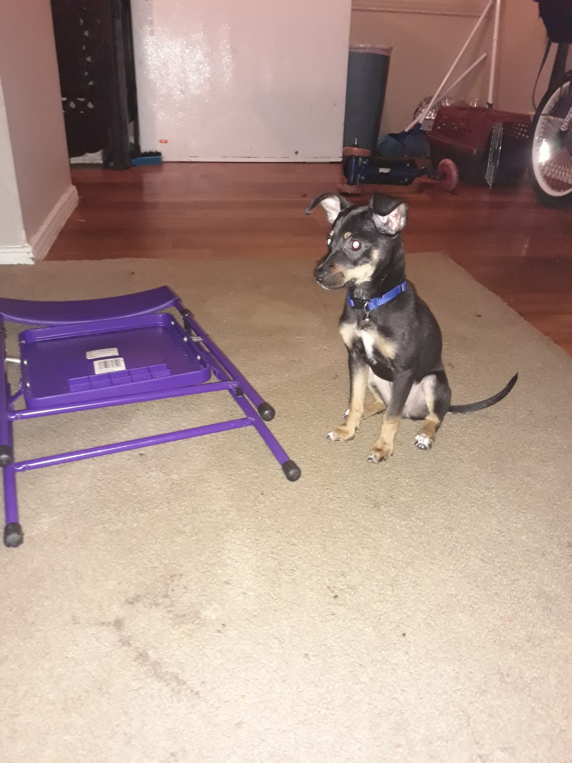 Chiweenie Puppies For Sale Killeen, TX 321404 Petzlover