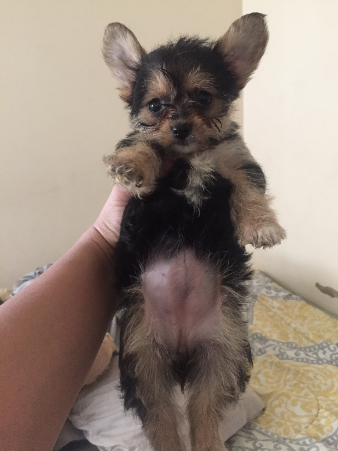 Chorkie Puppies For Sale | Capitol Heights, MD #203802