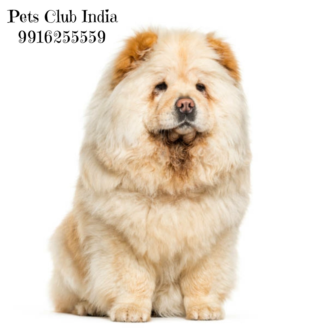 Chow Chow Puppies For Sale Bengaluru, KA 401774