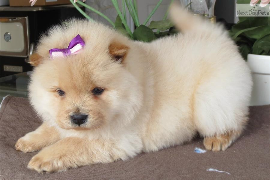 Chow Chow Puppies For Sale San Francisco, CA 102860