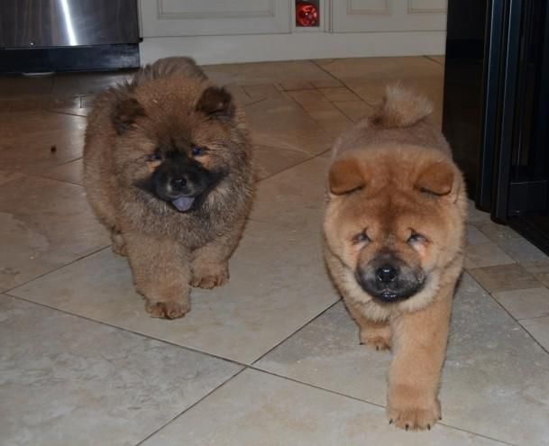 Chow Chow Puppies For Sale Houston, TX 105732 Petzlover