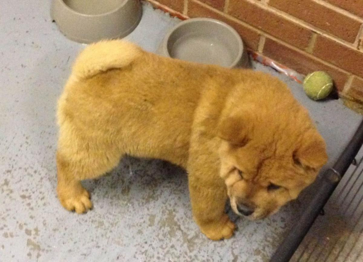 Chow Chow Puppies For Sale Fort Wayne, IN 107228