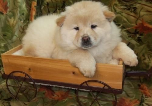 chunky chow chow