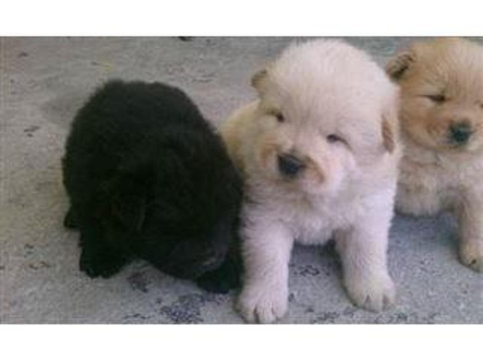 Chow Chow Puppies For Sale Charleston, WV 120570