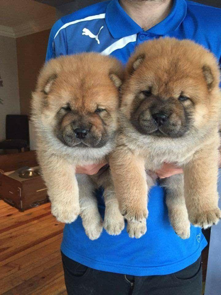 Chow Chow Puppies For Sale Dallas, TX 147756 Petzlover