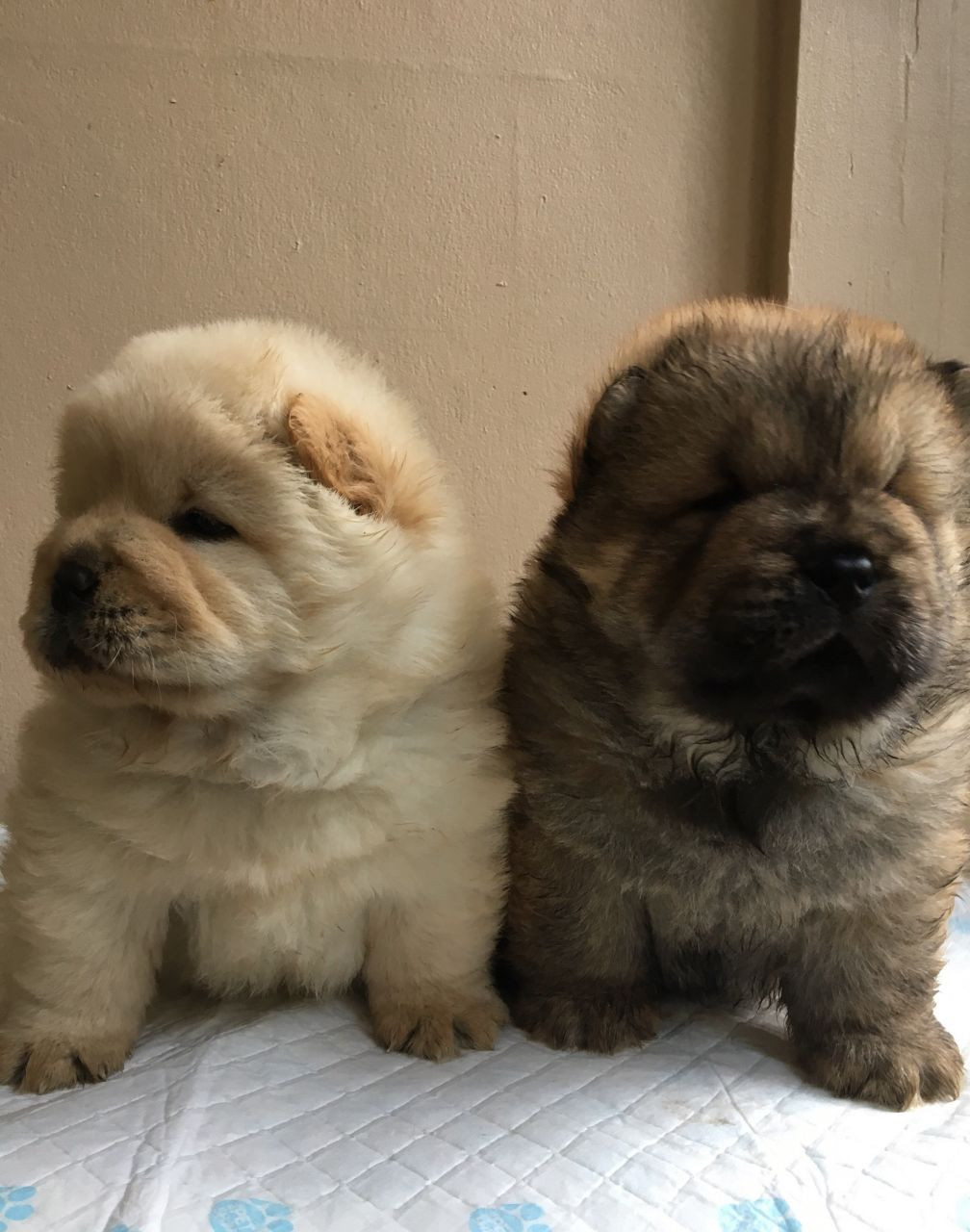 Chow Chow Puppies For Sale Nashville, TN 187809