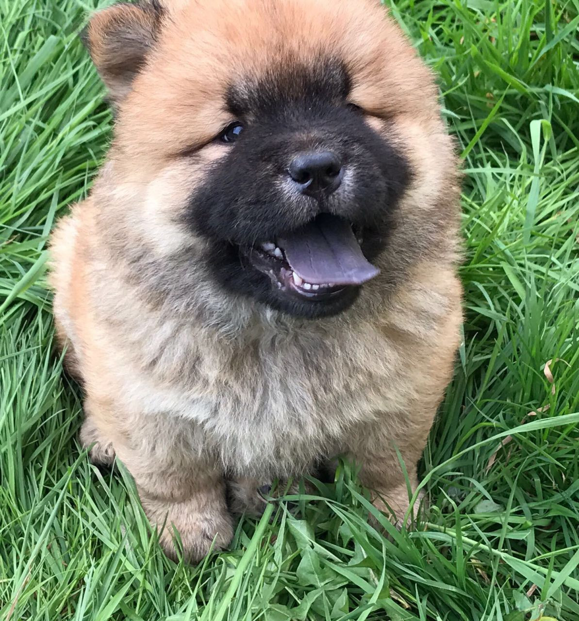 Chow Chow Puppies For Sale Austin, TX 195936 Petzlover