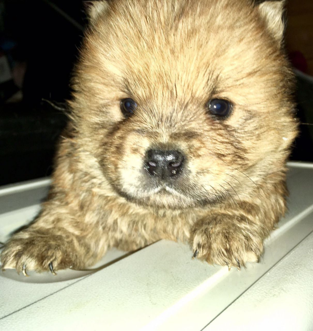 Chow Chow Puppies For Sale Los Angeles, CA 199932