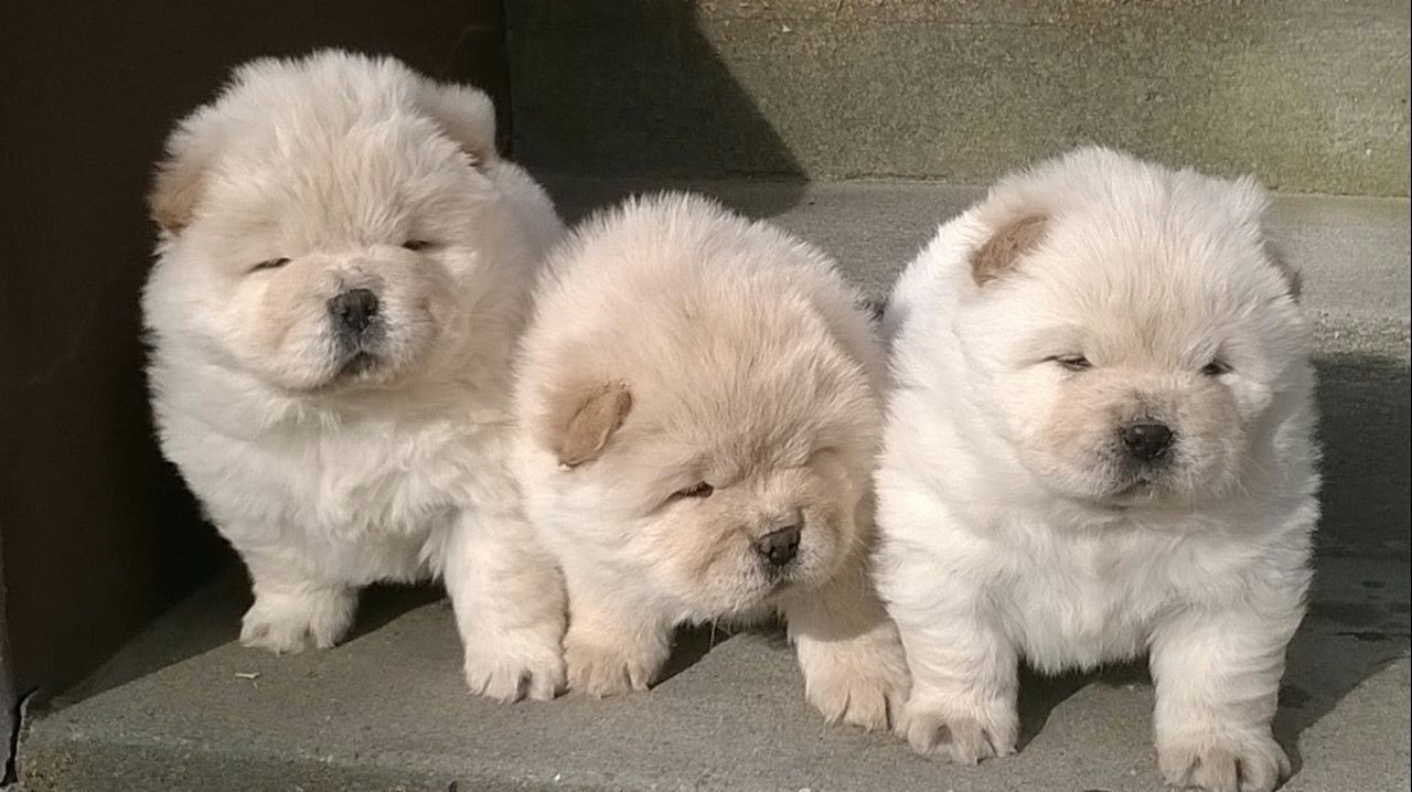 Chow Chow Puppies For Sale Indianapolis, IN 213696