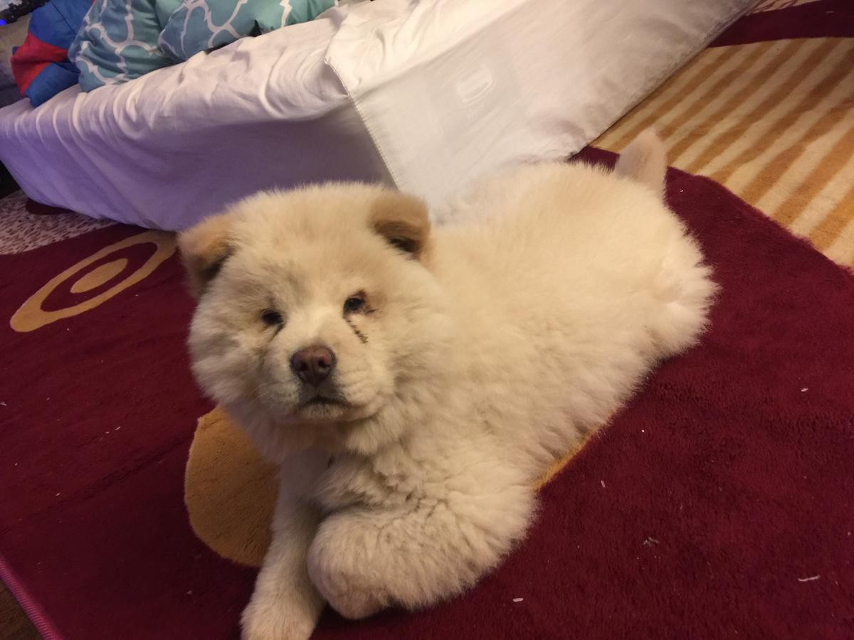 Chow Chow Puppies For Sale Los Angeles, CA 213954