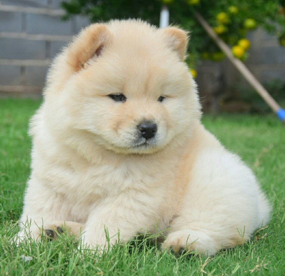 Chow Chow Puppies For Sale New York, NY 219573