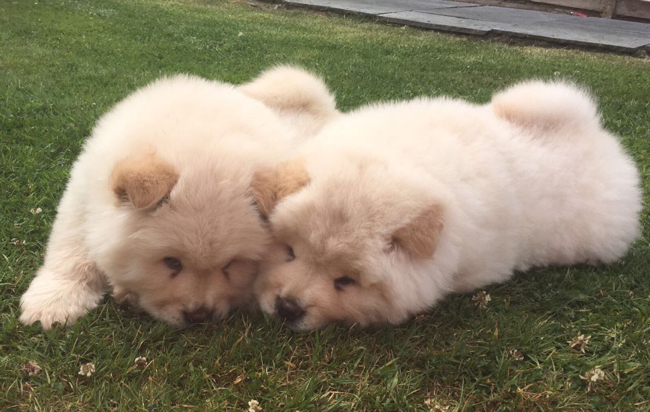 Chow Chow Puppies For Sale Baltimore, MD 222308