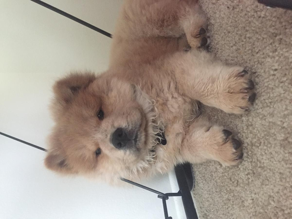 Chow Chow Puppies For Sale Florida City, FL 233295