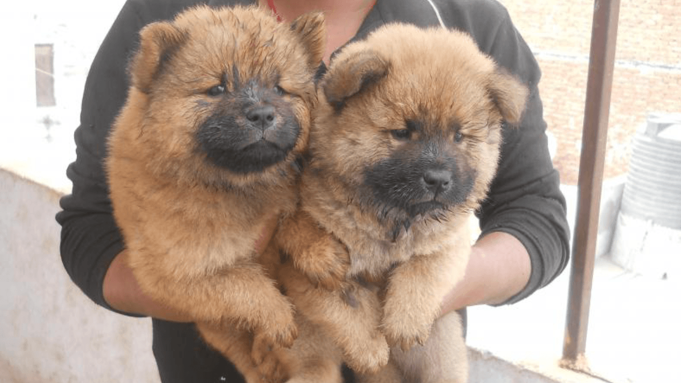 Chow Chow Puppies For Sale El Cajon, CA 237987