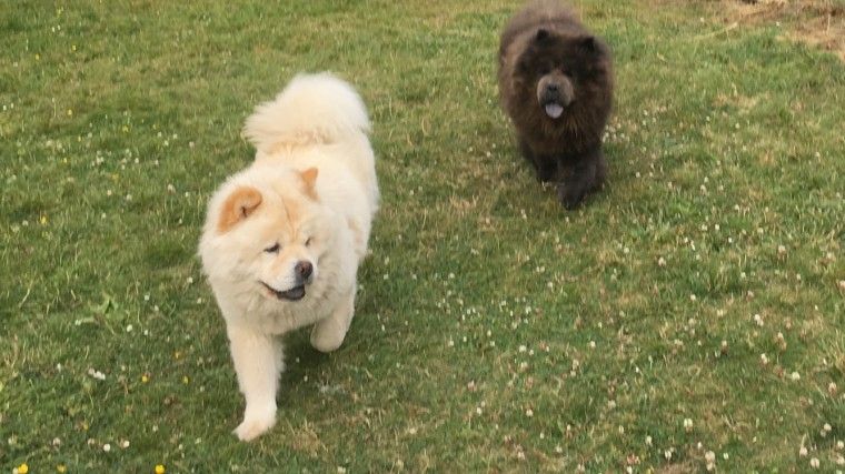 Chow Chow Puppies For Sale Dallas, TX 242936 Petzlover