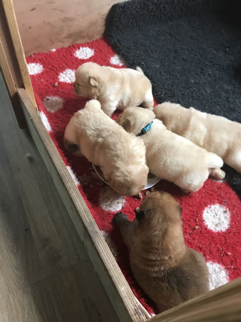 Chow Chow Puppies For Sale Mississippi Avenue, NJ 252024