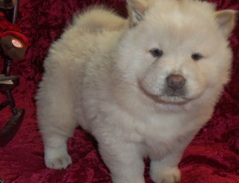 Chow Chow Puppies For Sale Picacho, AZ 264712 Petzlover
