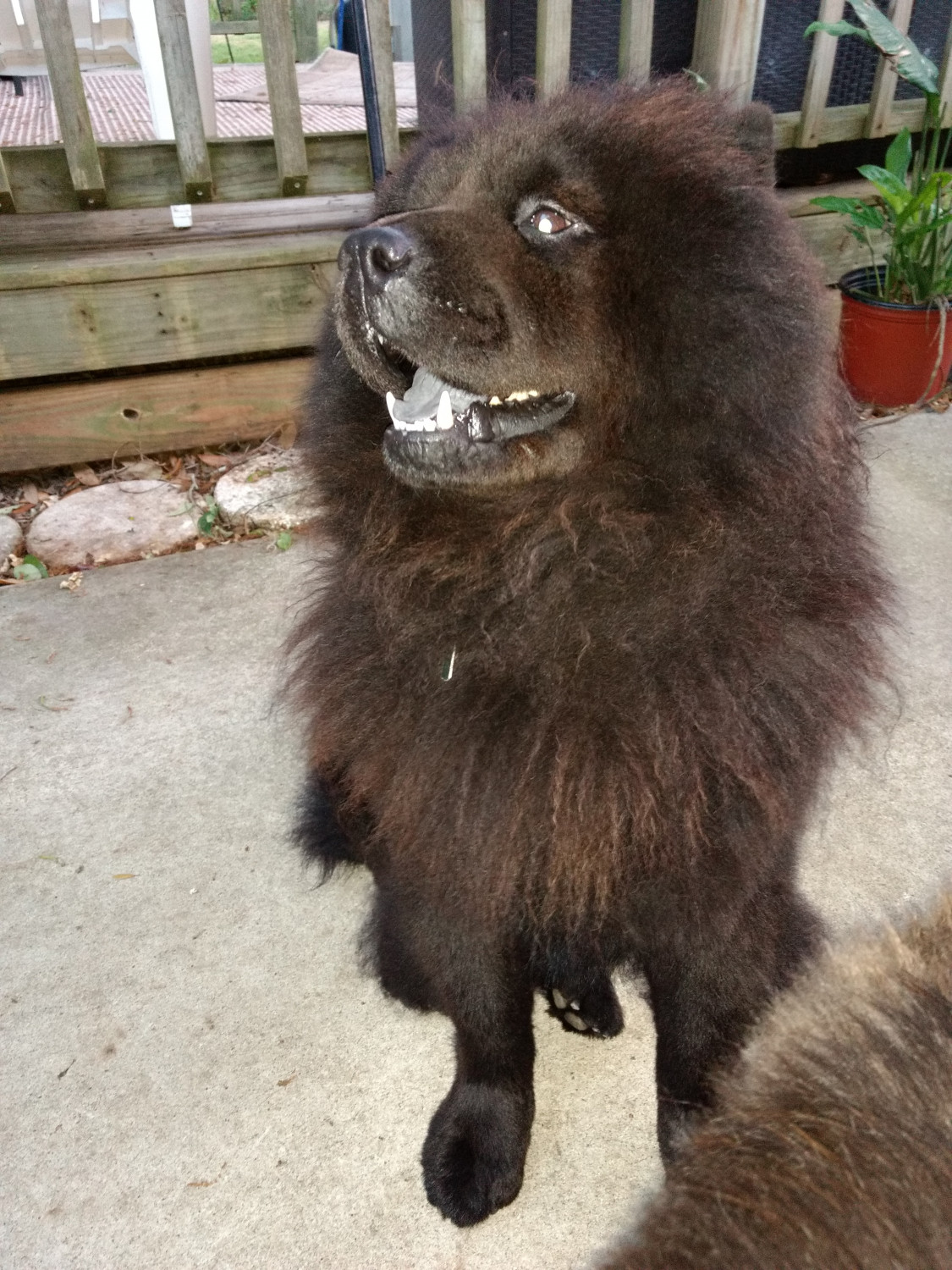 Chow Chow Puppies For Sale Lakeland, FL 273532