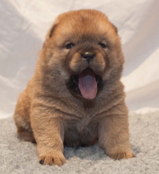 Chow Chow Puppies For Sale Charleston, SC 278254