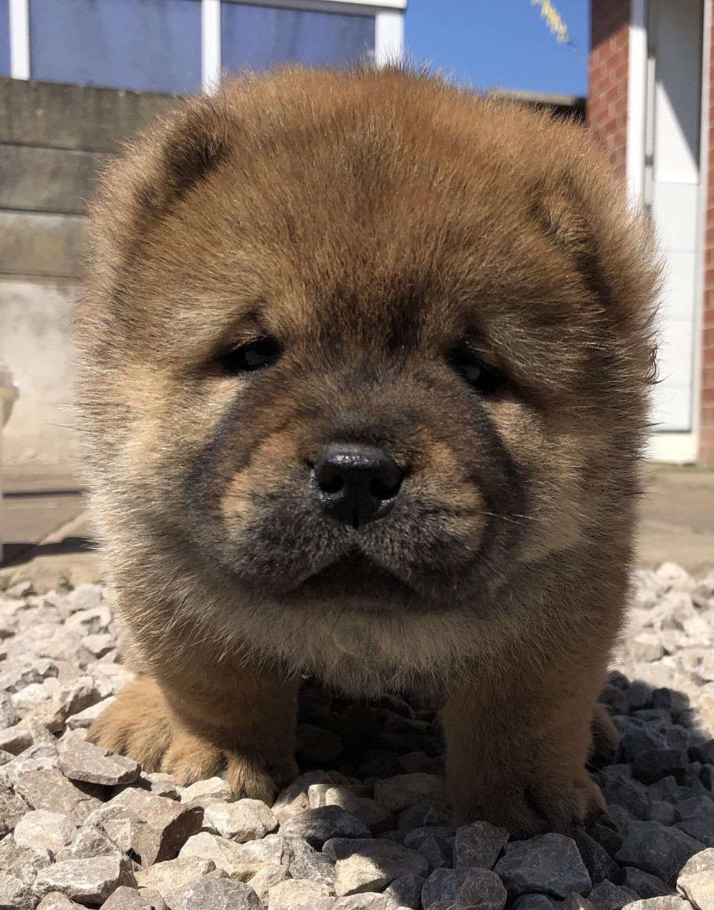 Chow Chow Puppies For Sale Pittsburgh, PA 279979
