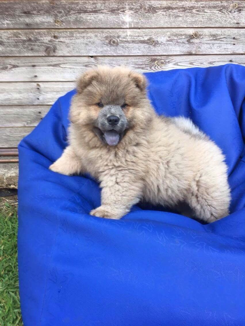 Chow Chow Puppies For Sale Colorado Springs, CO 281713