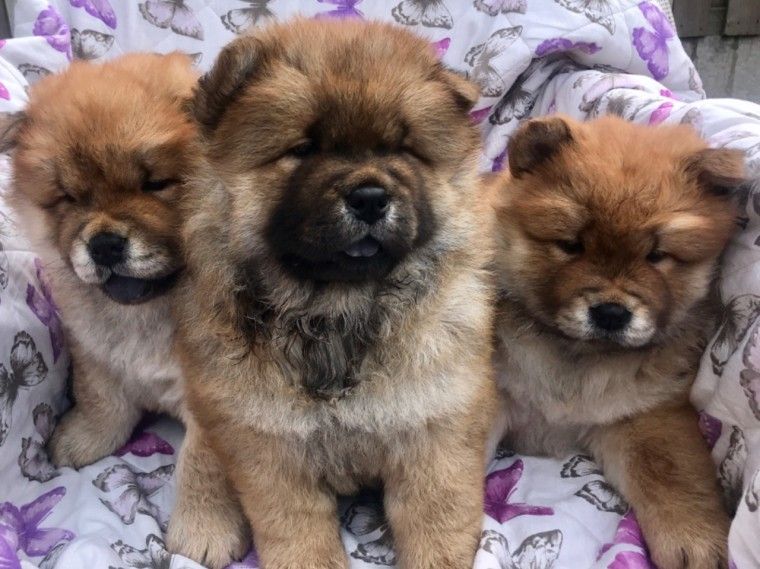Chow Chow Puppies For Sale Pittsburgh, PA 282105
