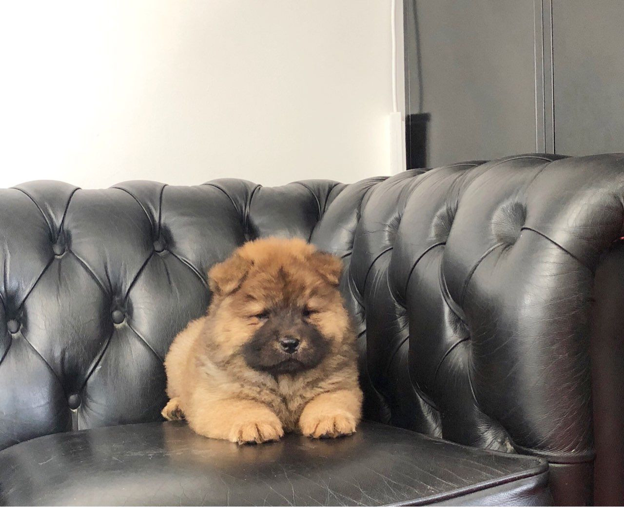 Chow Chow Puppies For Sale Houston, TX 283185 Petzlover