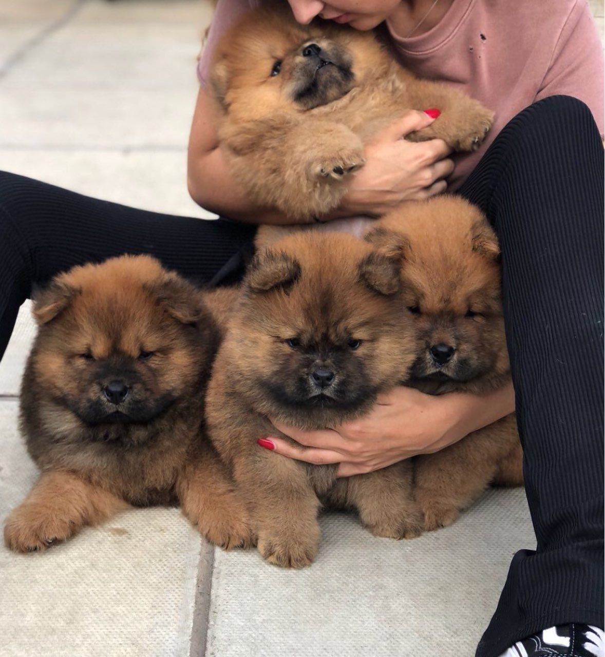 Chow Chow Puppies For Sale Pittsburgh, PA 284252