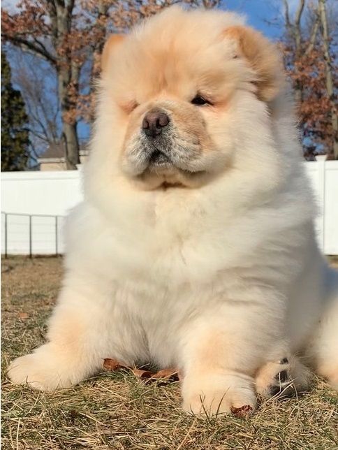 female chow chow for sale