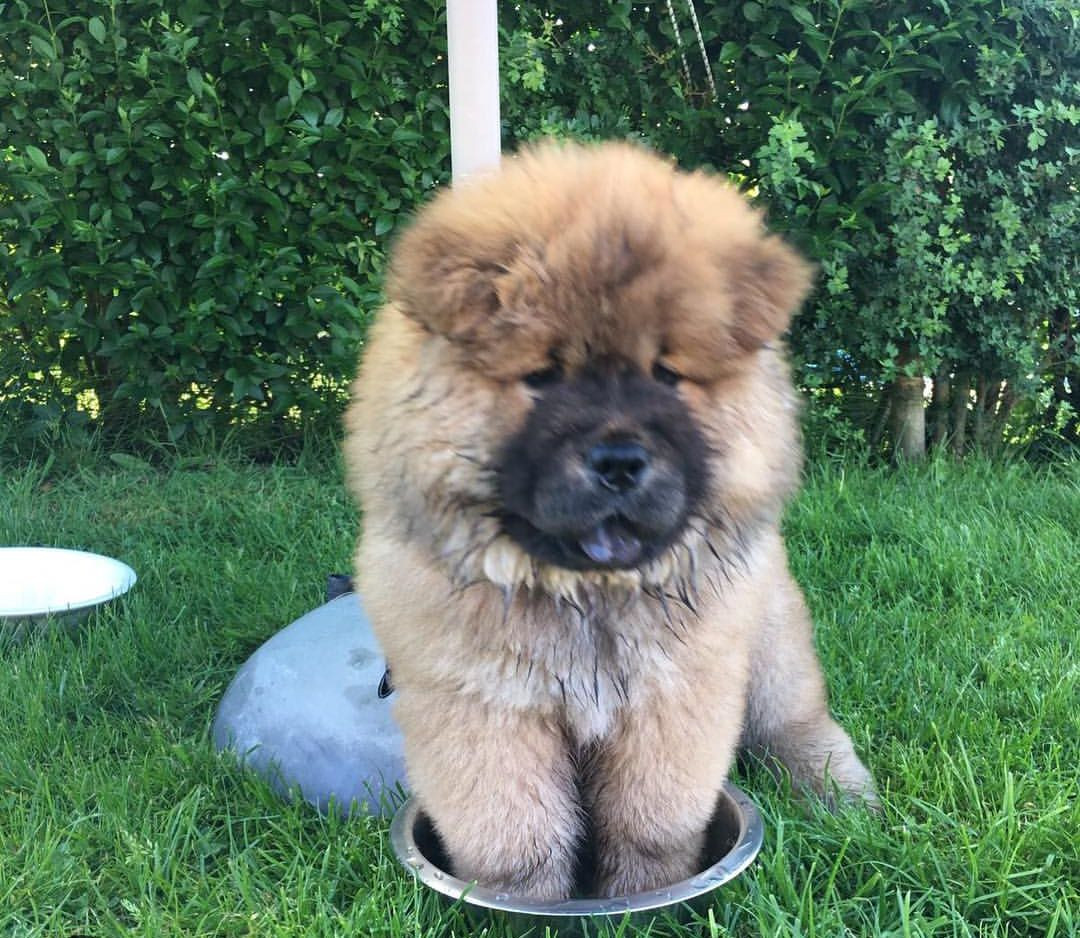 Chow Chow Puppies For Sale Pittsburgh, PA 291555