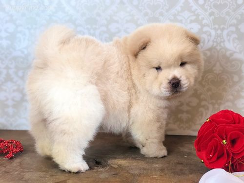 Chow Chow Puppies For Sale Houston, TX 293060 Petzlover