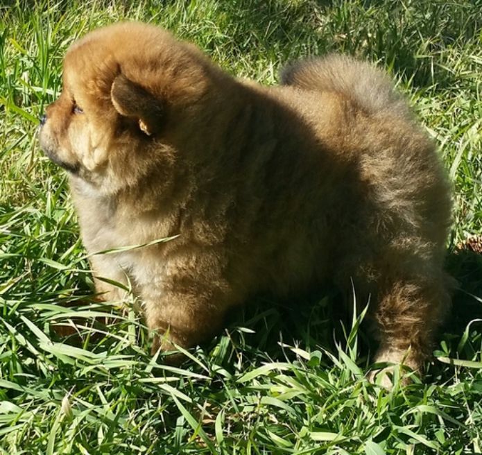 Chow Chow Puppies For Sale Houston, TX 293060 Petzlover