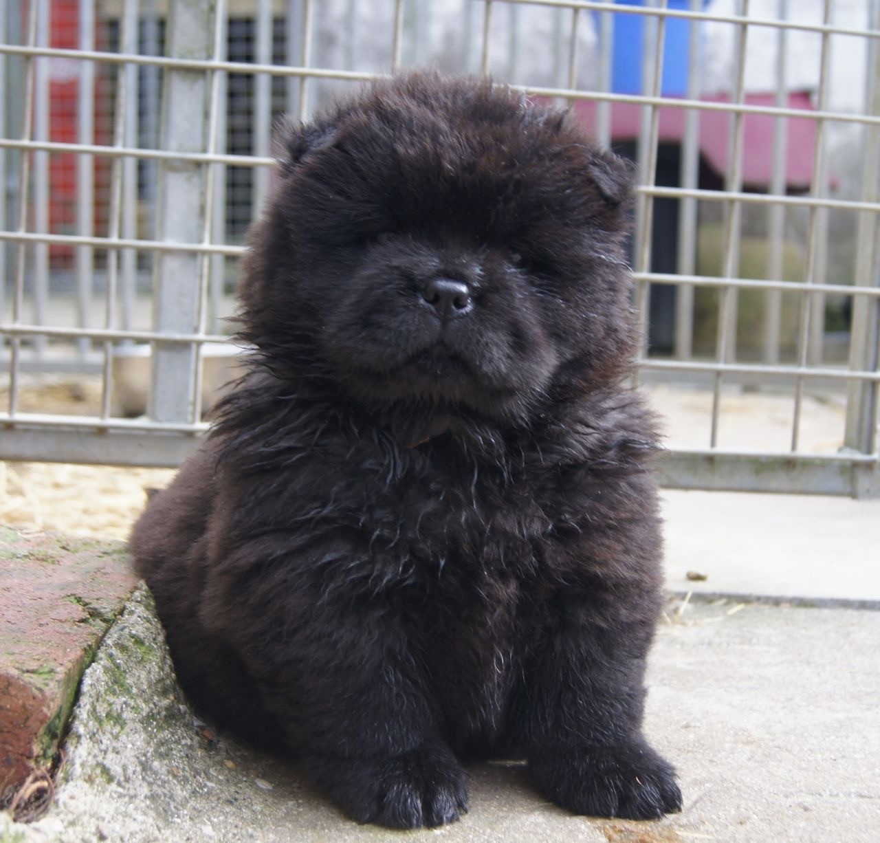 Chow Chow Puppies For Sale Chicago, IL 293639 Petzlover
