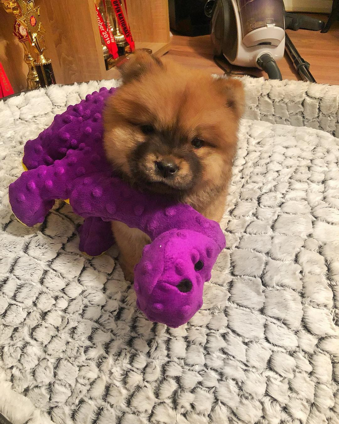 Chow Chow Puppies For Sale Miami, FL 295139 Petzlover