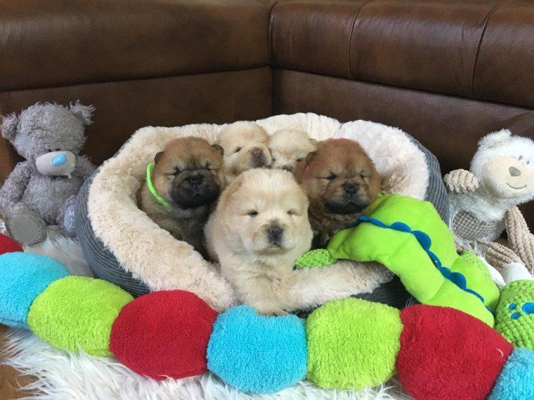 Chow Chow Puppies For Sale San Antonio, TX 295834