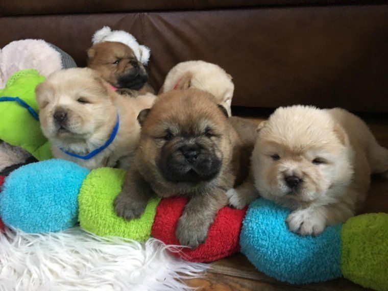 Chow Chow Puppies For Sale San Antonio, TX 295834