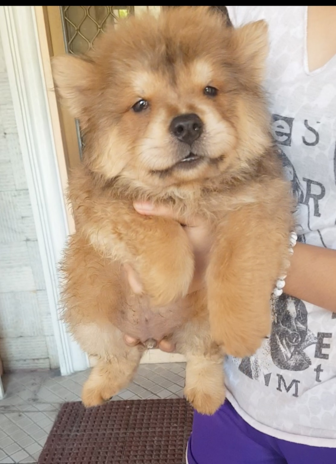 Chow Chow Puppies For Sale Cavite, CALABARZON 298301