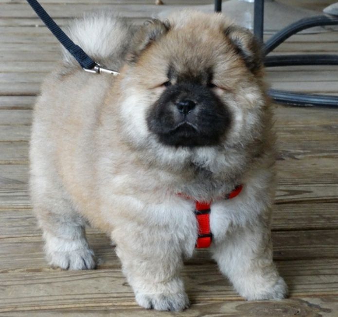 Chow Chow Puppies For Sale Indianapolis, IN 299484