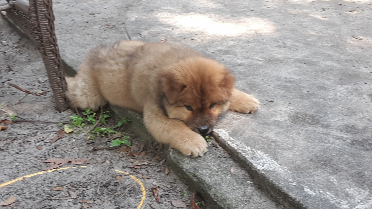 Chow Chow Puppies For Sale Ocala, FL 303518 Petzlover